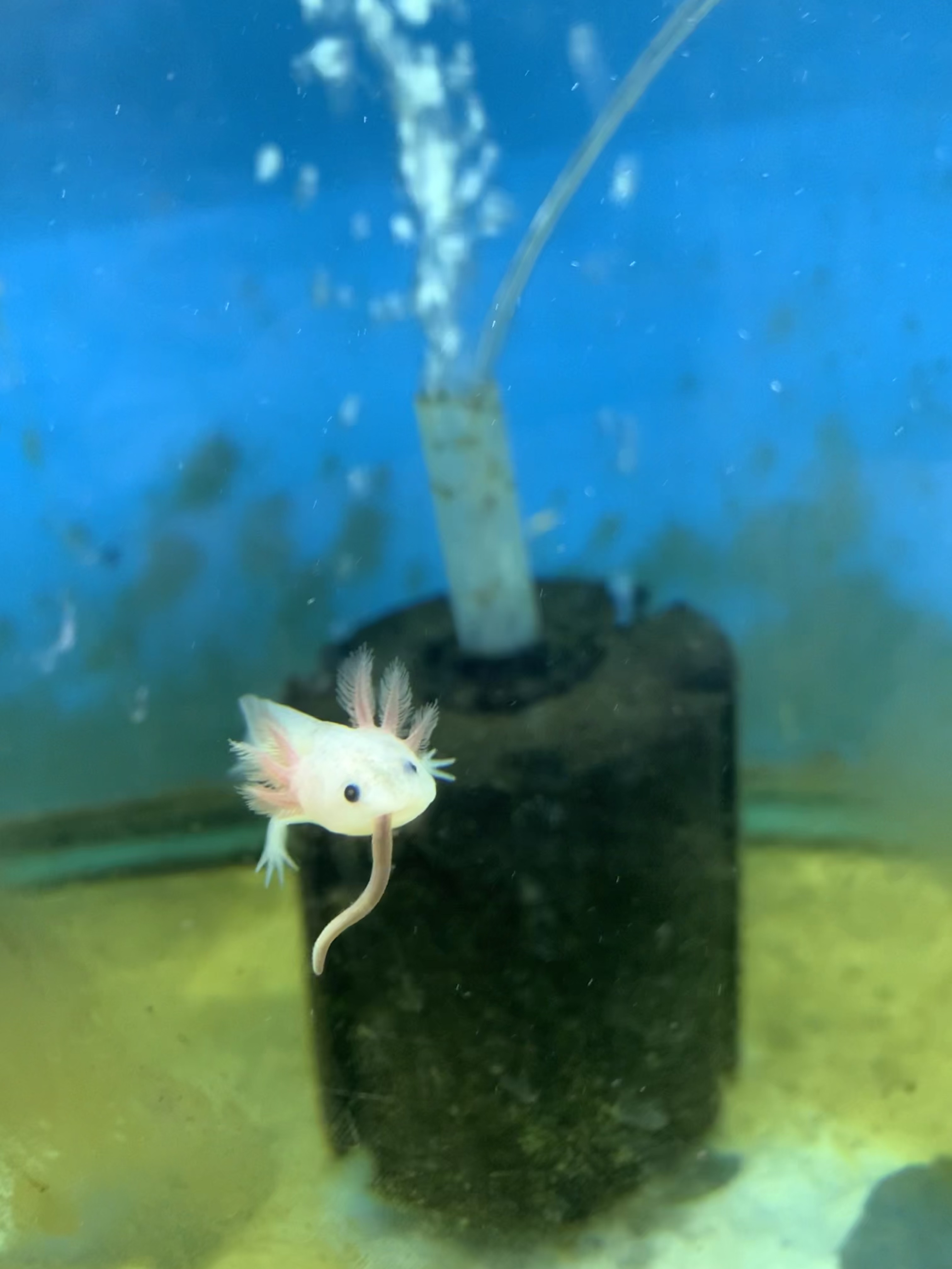 Axolotl Eating A Worm Metal Ravioli Flikr.jpg | FWS.gov